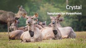  Presentation with sambar - PPT layouts with unicolor - females of the sambar deers background and a gray colored foreground