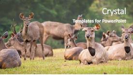  Presentation with sambar - Cool new presentation design with unicolor - herd of the sambar deers backdrop and a violet colored foreground
