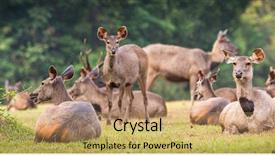  Presentation with sambar - Beautiful presentation featuring unicolor - herd of the sambar deers backdrop and a coral colored foreground