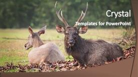  Presentation with sambar - Slide deck with unicolor - herd of the sambar deers background and a dark gray colored foreground