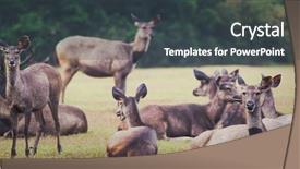  Presentation with sambar - Presentation theme featuring unicolor - herd of the sambar deers background and a dark gray colored foreground