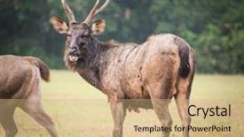  Presentation with sambar - Slides enhanced with unicolor - male of the sambar deer background and a coral colored foreground