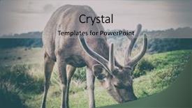  Presentation with sambar - Presentation theme with unicolor - male of the sri lankan background and a light gray colored foreground