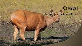  Presentation with sambar - PPT theme enhanced with unicolor kanha national park india background and a yellow colored foreground