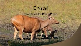  Presentation with sambar - Beautiful slides featuring unicolor kanha national park india backdrop and a yellow colored foreground