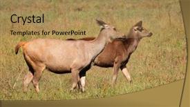  Presentation with sambar - Beautiful presentation theme featuring unicolor kanha national park india backdrop and a coral colored foreground