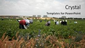  Presentation with beans - Presentation theme with unidentifable workers pick green beans background and a light gray colored foreground