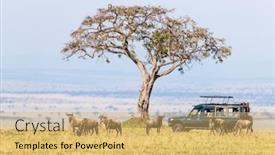  Presentation with migration - Slide deck enhanced with unidentifiable-tourists-in-a-safari background and a yellow colored foreground
