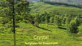  Presentation with tea leaves - Cool new slide set with unidentified-indian-woman-picking-up backdrop and a tawny brown colored foreground