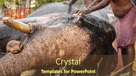  Presentation with india temple - Theme having unidentified-men-washing-temple-elephant background and a tawny brown colored foreground