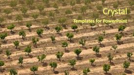  Presentation with plantation - Presentation having uniform trees of a plantation background and a  colored foreground