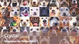  Presentation with vintage retro - Amazing presentation having unique collection - 56 dog heads backdrop and a coral colored foreground