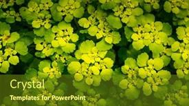  Presentation with symmetrical - PPT theme having unique-texture-of-the-leaves background and a tawny brown colored foreground