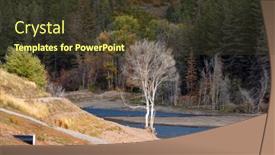  Presentation with leaves - Theme with unique-white-tree-without-leaves background and a tawny brown colored foreground