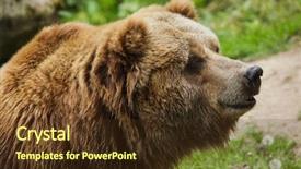  Presentation with animal - Cool new presentation design with mainland grizzly ursus arctos horribilis wildlife animal backdrop and a tawny brown colored foreground