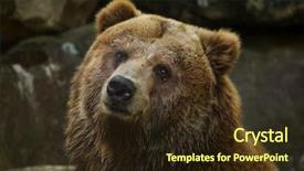  Presentation with wildlife - PPT theme having united states canada - mainland grizzly ursus arctos horribilis background and a wine colored foreground