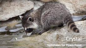  Presentation with newborn - Presentation design featuring united states canada - newborn raccoon procyon lotor also background and a gray colored foreground