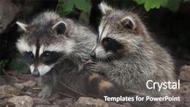  Presentation with newborn - Slide deck featuring united states canada - newborn raccoon procyon lotor also background and a dark gray colored foreground