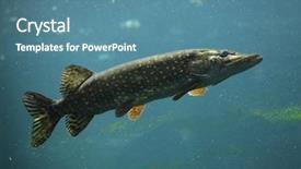  Presentation with safari park beautiful wildlife animal - Audience pleasing slide deck consisting of united states canada - northern pike esox lucius wildlife backdrop and a teal colored foreground