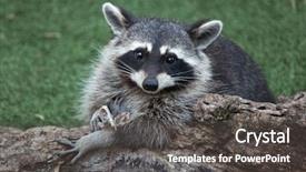  Presentation with united states - Colorful slides enhanced with united states canada - raccoon procyon lotor also known backdrop and a dark gray colored foreground