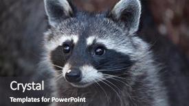  Presentation with united states - Slide set having united states canada - raccoon procyon lotor also known background and a dark gray colored foreground
