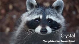 Presentation with united states - PPT layouts with united states canada - raccoon procyon lotor also known background and a dark gray colored foreground