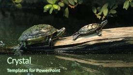  Presentation with river - Audience pleasing presentation theme consisting of united states canada - river cooter pseudemys concinna hieroglyphica backdrop and a tawny brown colored foreground