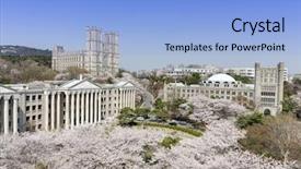  Presentation with cherry blossoms in full bloom - Cool new theme with korean university campus with cherry backdrop and a light blue colored foreground