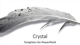  Presentation with white pigeon against the blue - Cool new slides with unlike - feather pigeon on white background backdrop and a white colored foreground