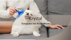  Presentation with hair cleanser - Presentation design with unlike - pomeranian hate brushing hair background and a mint green colored foreground