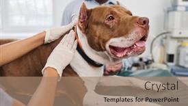  Presentation with body - Presentation theme with unrecognizable-doctor-palpating-body background and a coral colored foreground