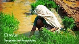  Presentation with rural india - Amazing PPT layouts having unrecognizable indian woman planting rice backdrop and a forest green colored foreground