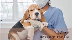  Presentation with vet - Slides with unrecognizable-professional-vet-wearing-mask background and a coral colored foreground