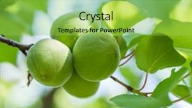  Presentation with unripe - Cool new presentation design with unripe apricots on the orchard backdrop and a yellow colored foreground