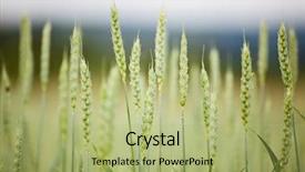  Presentation with unripe - PPT theme with unripe cereal background and a mint green colored foreground