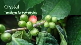  Presentation with unripe - Colorful PPT theme enhanced with unripe coffee beans backdrop and a forest green colored foreground