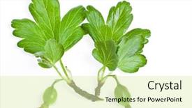  Presentation with unripe - Cool new slides with unripe fruit gooseberry isolated backdrop and a soft green colored foreground