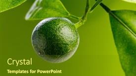  Presentation with unripe - PPT theme featuring unripe-fruit-of-tangerine-tree background and a tawny brown colored foreground