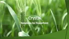  Presentation with unripe - Audience pleasing PPT layouts consisting of unripe green ears of barley in a farm field backdrop and a tawny brown colored foreground