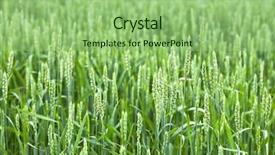  Presentation with unripe - Cool new theme with unripe green wheat field in summer day backdrop and a seafoam green colored foreground