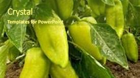  Presentation with unripe - PPT theme enhanced with unripe sweet peppers growing in a garden background and a tawny brown colored foreground