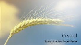  Presentation with unripe - Slide set with unripe wheat field on blue sky background background and a light blue colored foreground
