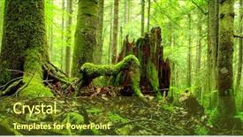  Presentation with spruce - Presentation theme featuring untouched spruce forest background and a  colored foreground