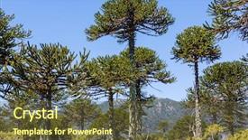  Presentation with trees - Slide set featuring unusual araucaria araucaria araucana trees background and a  colored foreground