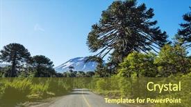  Presentation with chile - Cool new PPT theme with unusual araucaria araucaria araucana trees backdrop and a tawny brown colored foreground