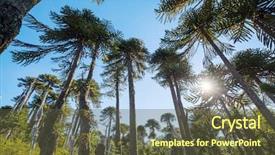  Presentation with trees - Colorful slide set enhanced with unusual araucaria araucaria araucana trees backdrop and a  colored foreground