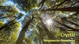  Presentation with chile - Colorful slides enhanced with unusual araucaria araucaria araucana trees backdrop and a  colored foreground