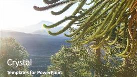  Presentation with chile - Theme enhanced with unusual araucaria araucaria araucana trees background and a  colored foreground