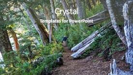  Presentation with tree sky trees green - PPT theme featuring unusual araucaria araucaria araucana trees background and a gray colored foreground