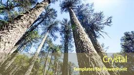  Presentation with chile - Presentation design enhanced with unusual araucaria araucaria araucana trees background and a violet colored foreground